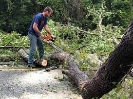 Best Hazardous Tree Removal  in Rouses Point, NY