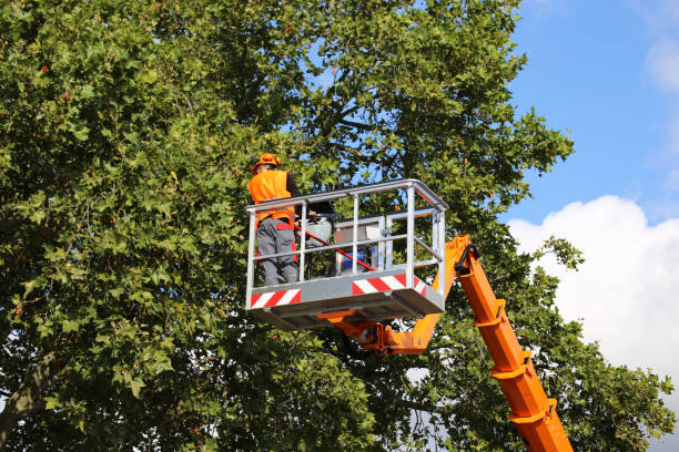 Best Utility Line Clearance  in Rouses Point, NY