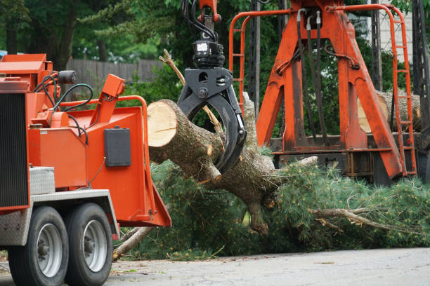 Professional  Tree Services in Rouses Point, NY